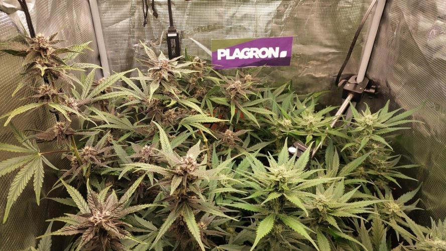 Purple Lemonade Auto RF3. Week 7