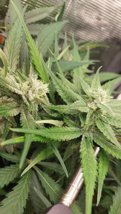 Purple Lemonade Auto RF3. Week 7