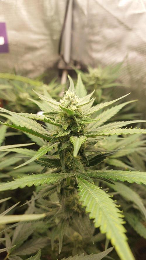 Purple Lemonade Auto RF3. Week 7