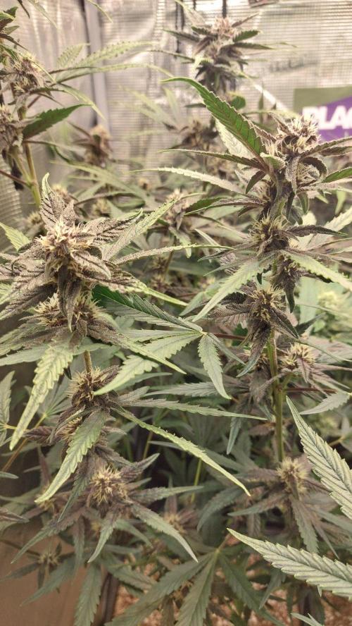 Purple Lemonade Auto RF3. Week 7