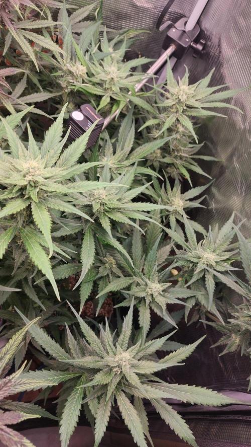 Purple Lemonade Auto RF3. Week 7