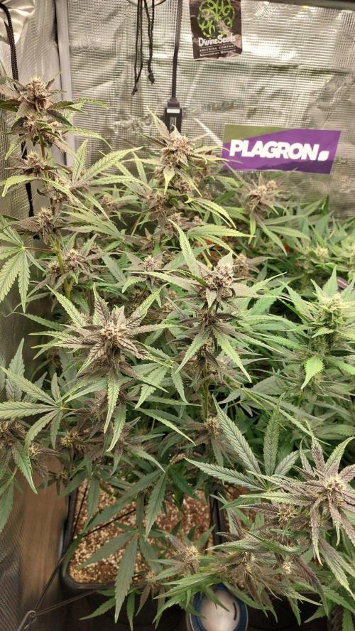 Purple Lemonade Auto RF3. Week 7