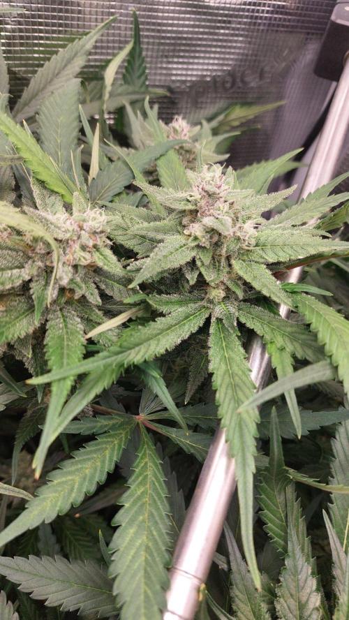 Purple Lemonade Auto RF3. Week 8