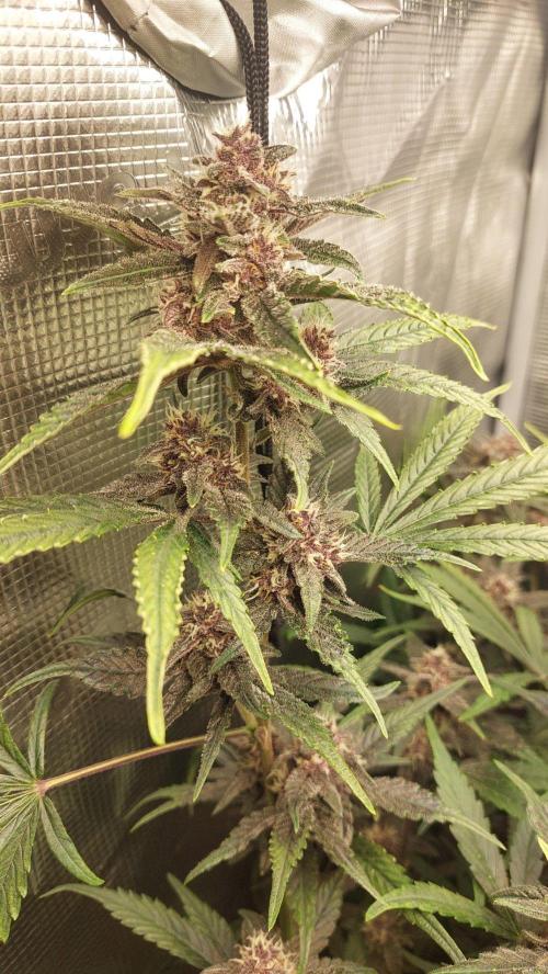 Purple Lemonade Auto RF3. Week 8