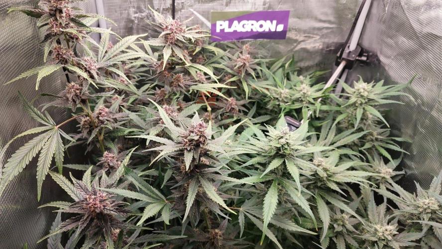 Purple Lemonade Auto RF3. Week 8
