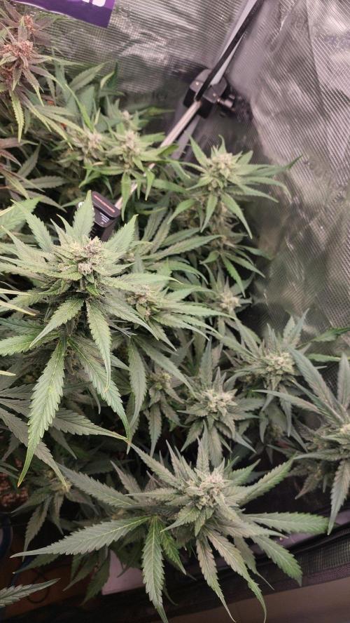 Purple Lemonade Auto RF3. Week 8