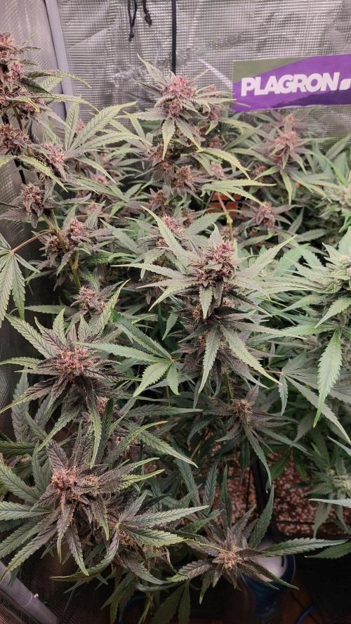 Purple Lemonade Auto RF3. Week 8