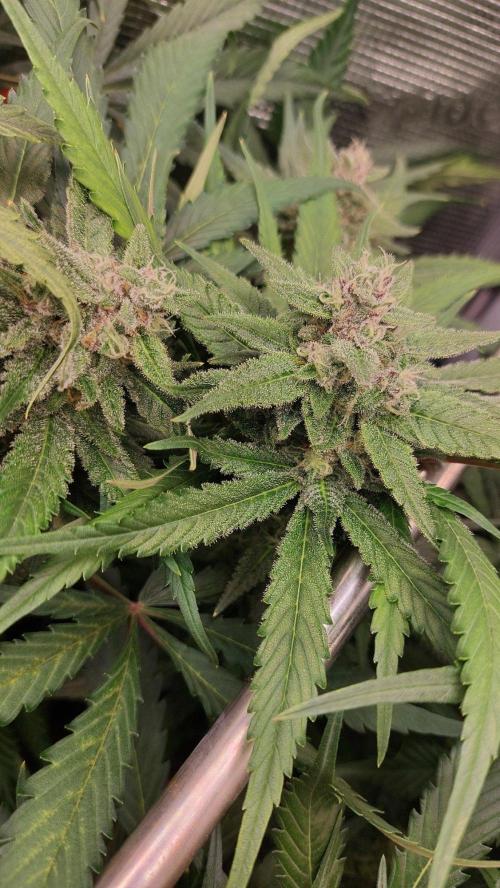 Purple Lemonade Auto RF3. Week 9