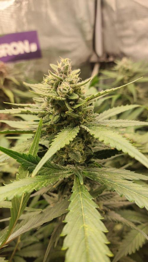Purple Lemonade Auto RF3. Week 9