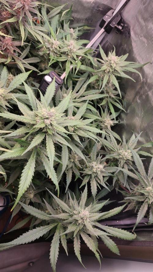 Purple Lemonade Auto RF3. Week 9