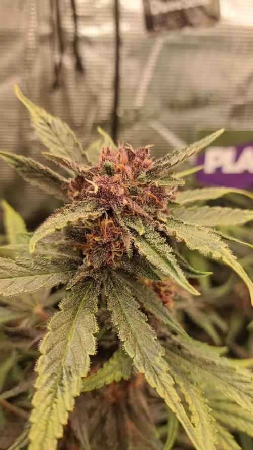 Purple Lemonade Auto RF3. Week 9