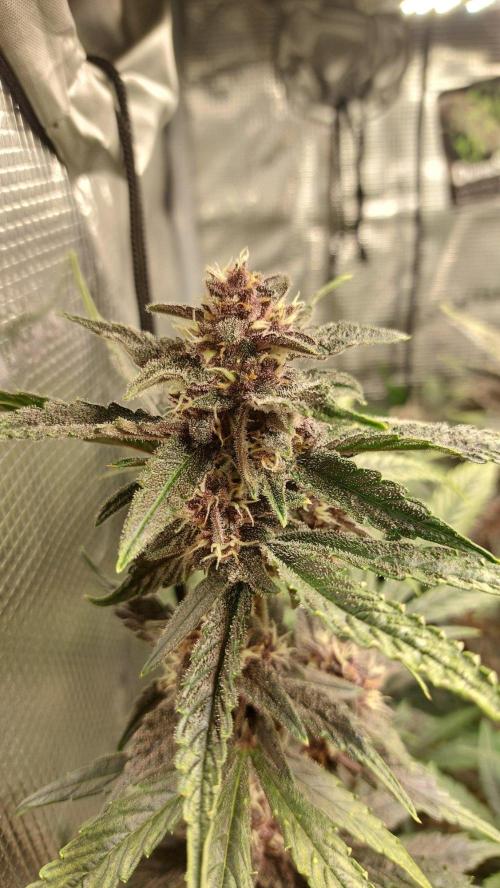 Purple Lemonade Auto RF3. Week 9