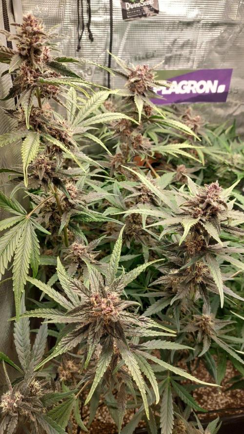 Purple Lemonade Auto RF3. Week 9
