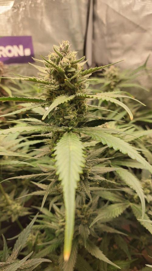 Purple Lemonade Auto RF3. Week 9