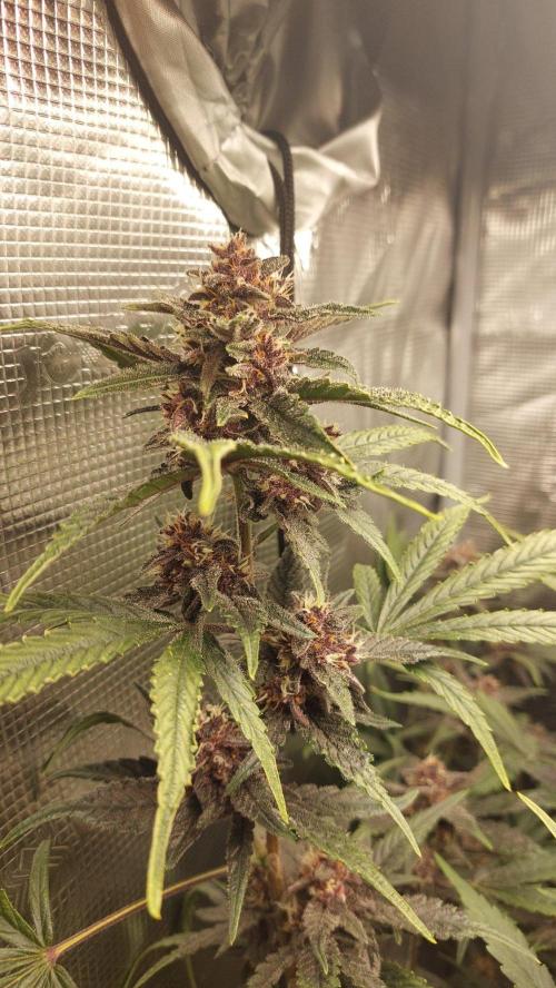 Purple Lemonade Auto RF3. Week 9