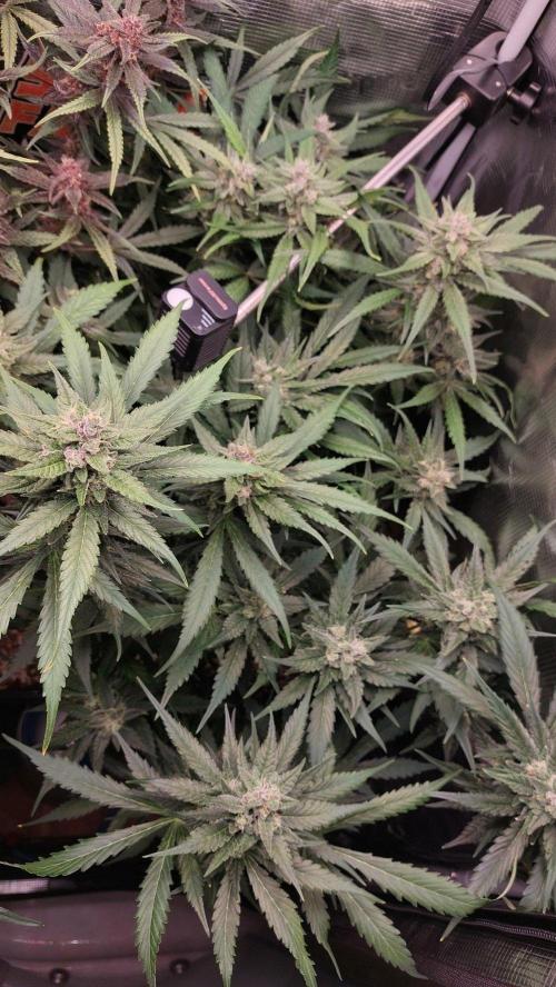 Purple Lemonade Auto RF3. Week 9