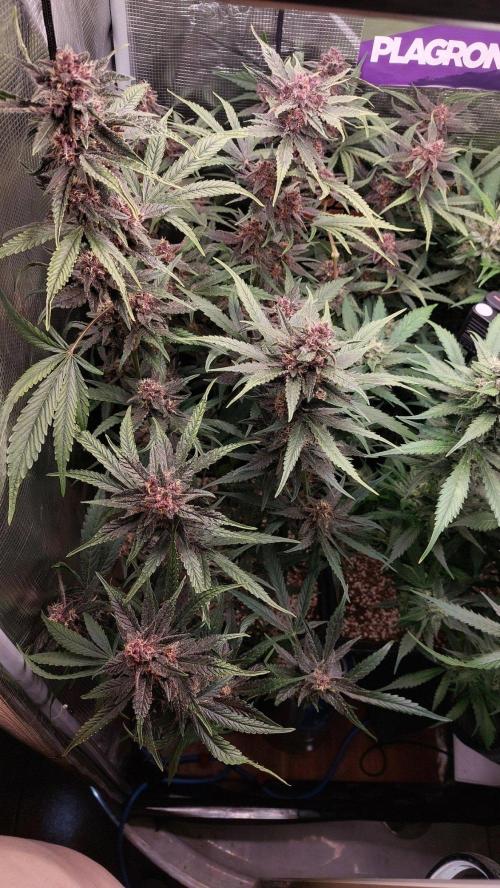 Purple Lemonade Auto RF3. Week 9