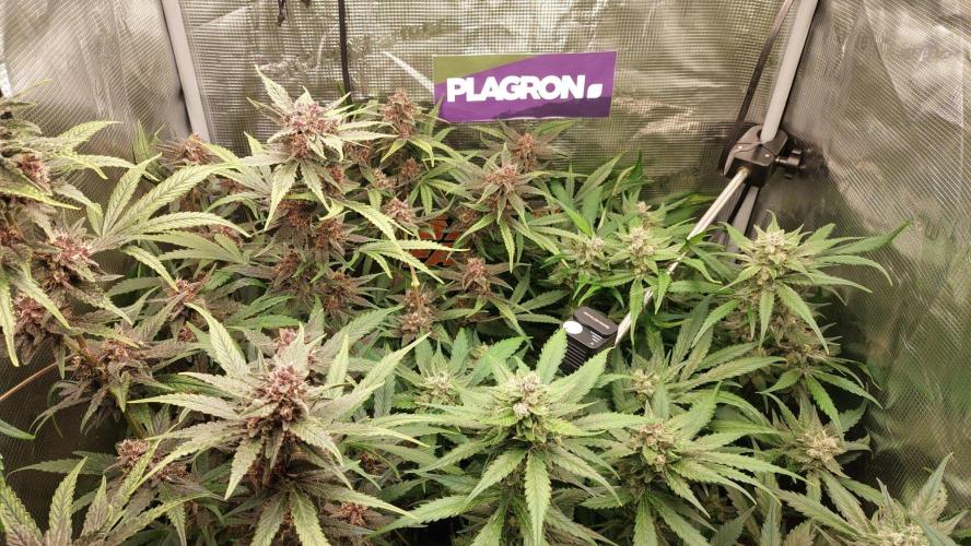 Purple Lemonade Auto RF3. Week 9