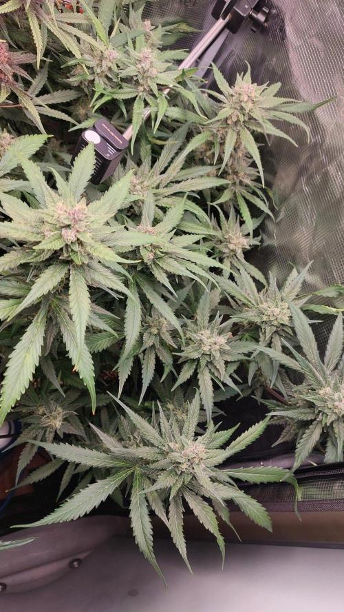Purple Lemonade Auto RF3. Week 9