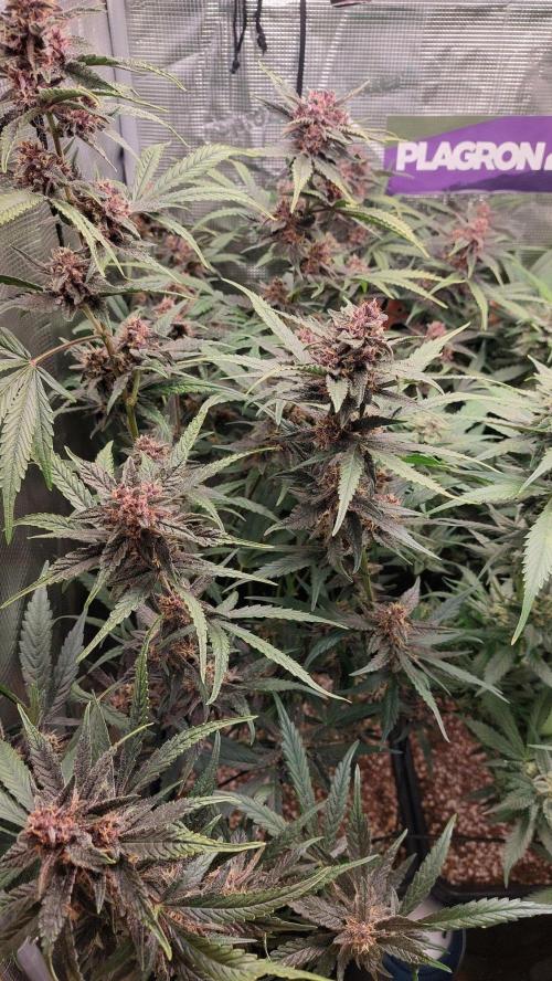 Purple Lemonade Auto RF3. Week 9