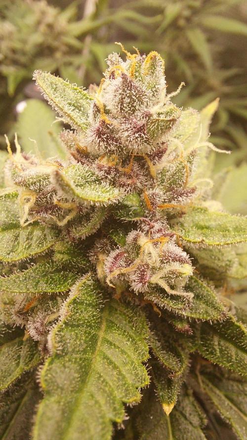 Purple Lemonade Auto RF3. Week 9