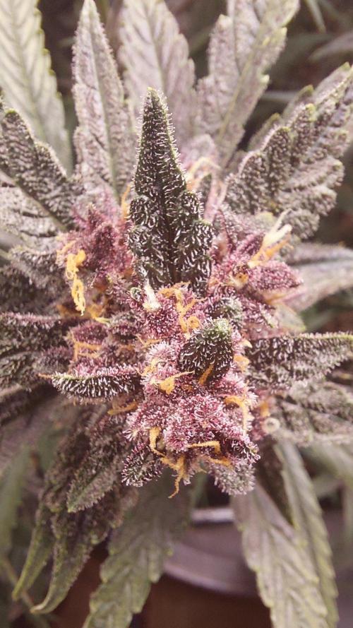 Purple Lemonade Auto RF3. Week 9