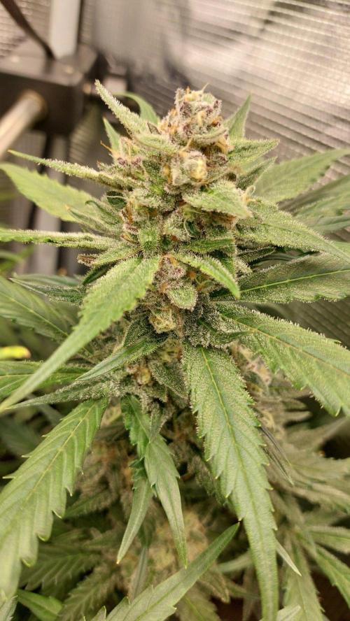 Purple Lemonade Auto RF3. Week 9