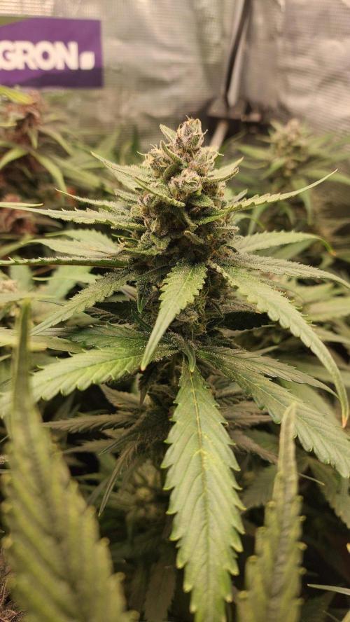 Purple Lemonade Auto RF3. Week 9