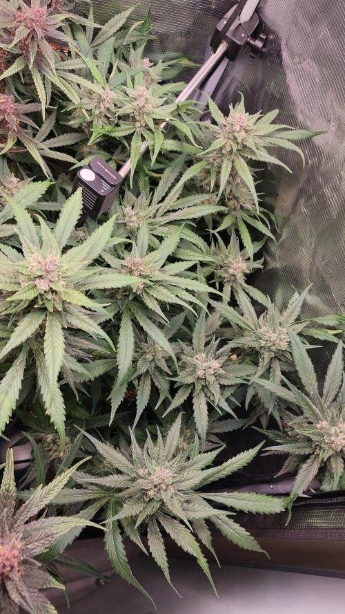 Purple Lemonade Auto RF3. Week 9