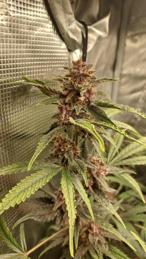 Purple Lemonade Auto RF3. Week 9