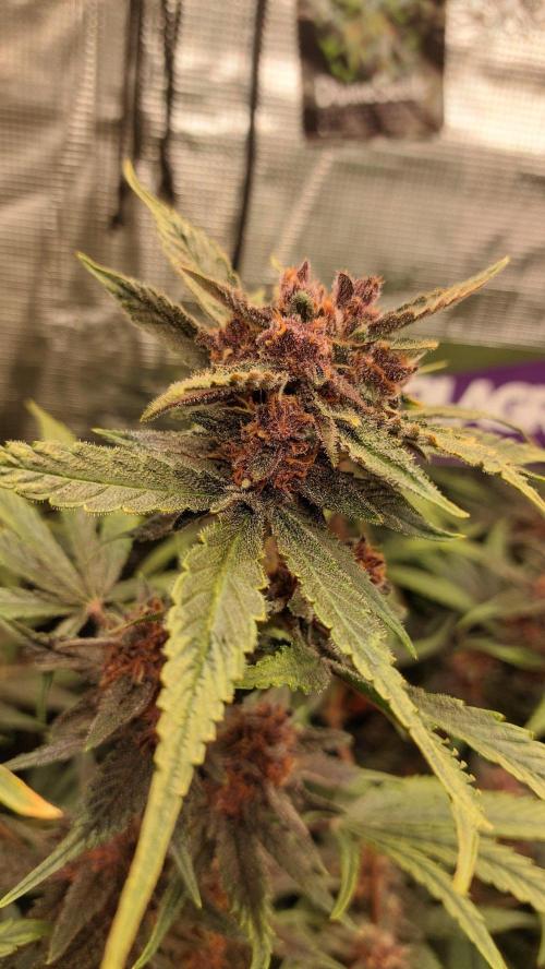 Purple Lemonade Auto RF3. Week 9