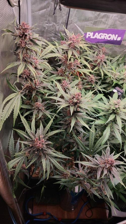 Purple Lemonade Auto RF3. Week 9