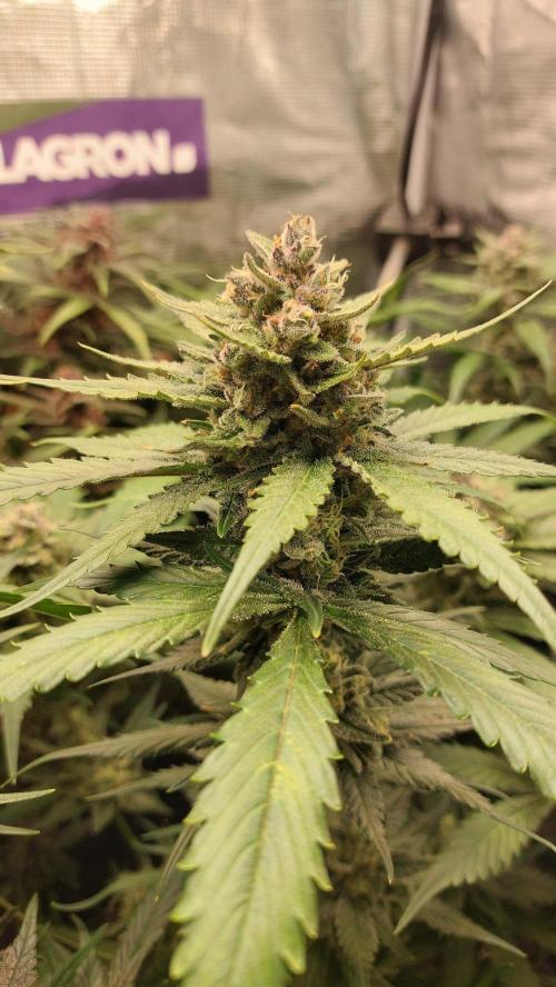 Purple Lemonade Auto RF3. Week 10