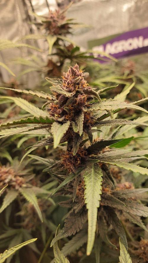 Purple Lemonade Auto RF3. Week 10
