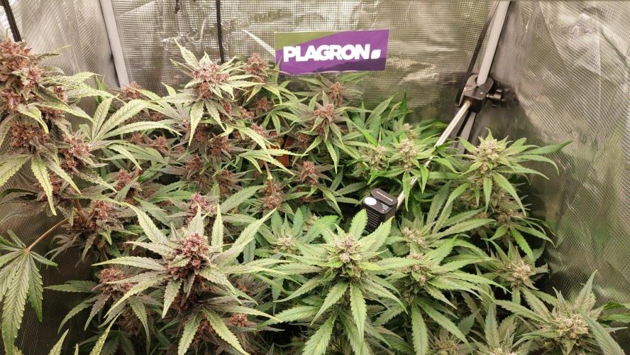 Purple Lemonade Auto RF3. Week 10