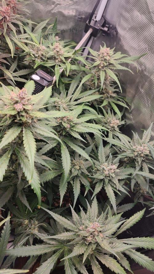 Purple Lemonade Auto RF3. Week 10