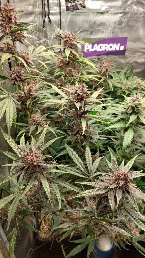 Purple Lemonade Auto RF3. Week 10