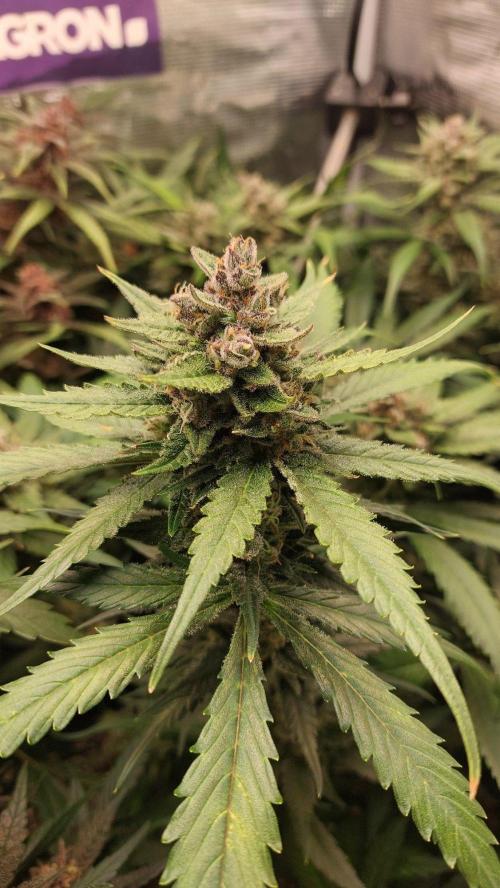 Purple Lemonade Auto RF3. Week 10