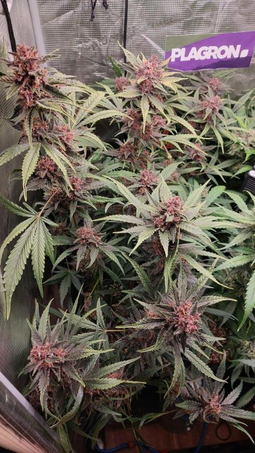 Purple Lemonade Auto RF3. Week 10