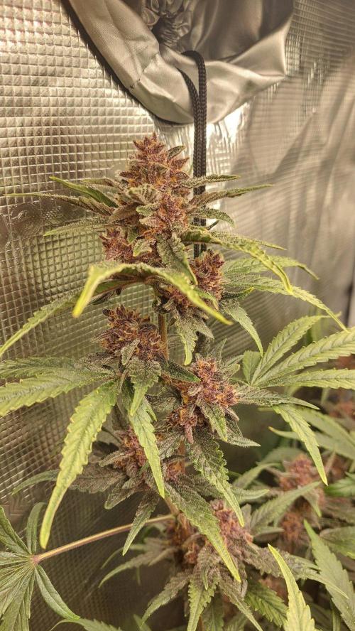 Purple Lemonade Auto RF3. Week 10
