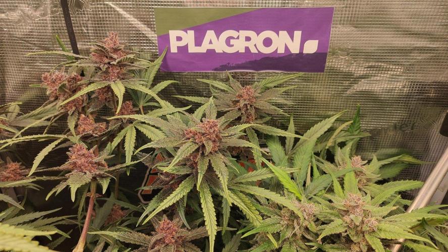Purple Lemonade Auto RF3. Week 10