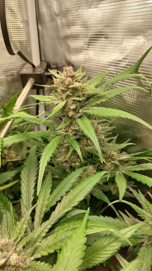 Purple Lemonade Auto RF3. Week 10