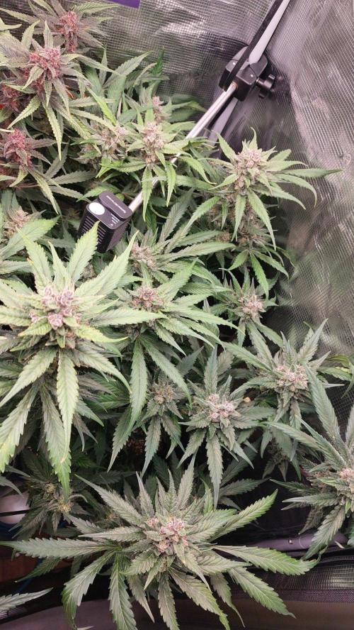 Purple Lemonade Auto RF3. Week 10