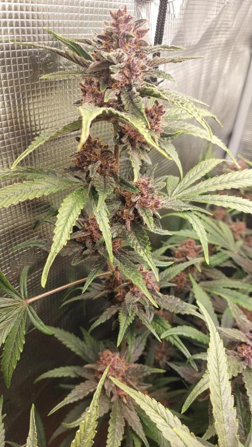 Purple Lemonade Auto RF3. Week 10