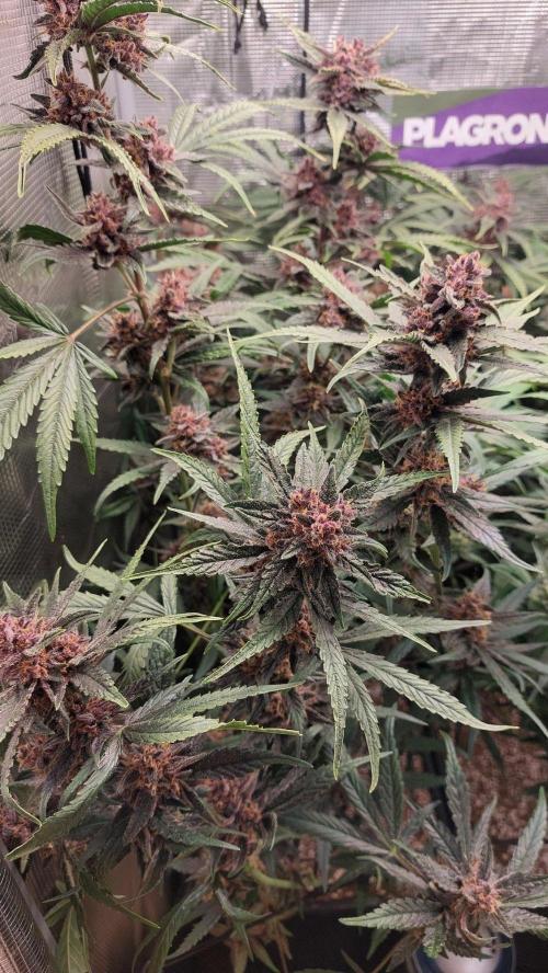 Purple Lemonade Auto RF3. Week 10