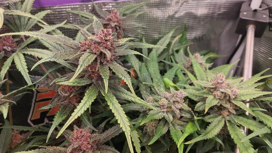 Purple Lemonade Auto RF3. Week 10