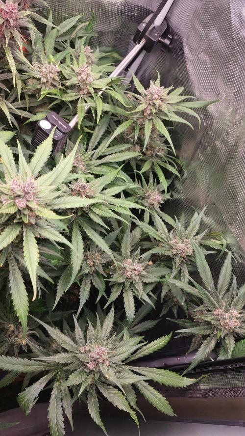 Purple Lemonade Auto RF3. Week 10