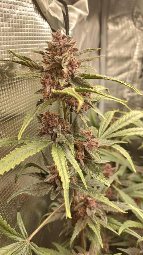 Purple Lemonade Auto RF3. Week 10