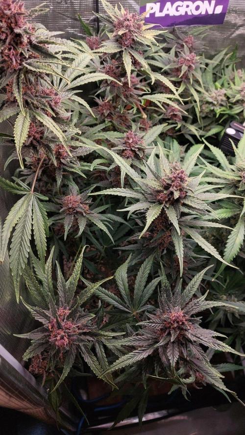 Purple Lemonade Auto RF3. Week 10