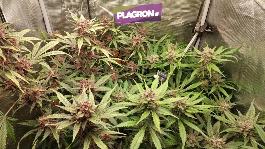 Purple Lemonade Auto RF3. Week 10